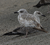 1cy fuscus in August, ringed in Finland. (81365 bytes)